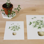 Load image into Gallery viewer, Umbrella Plant Print
