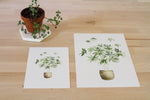 Load image into Gallery viewer, Umbrella Plant Print
